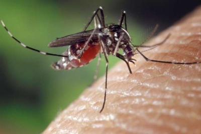 Máme pre Vás niekoľko tipov ako sa zbaviť dotieravých komárov
